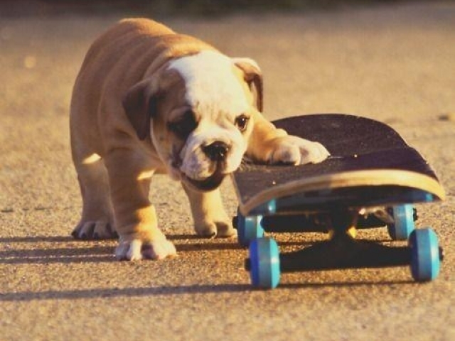 a puppy with one paw on a skateboard