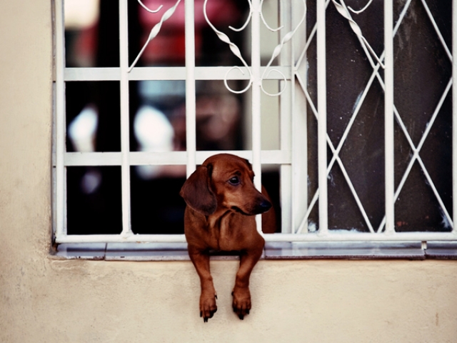 a puppy leaning out of a window